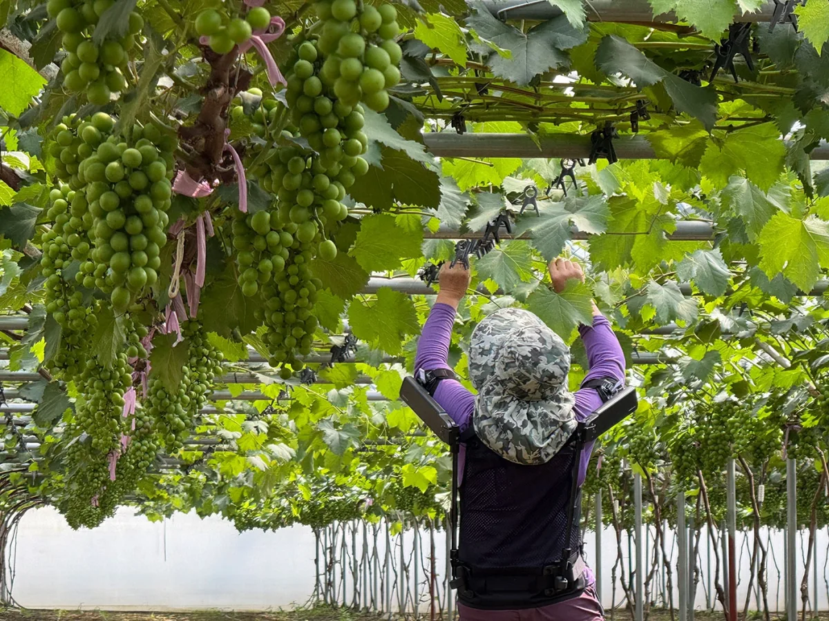 Hyundai Motor y Kia amplían el uso de robots  portátiles en la agricultura con la Administración de Desarrollo Rural de Corea