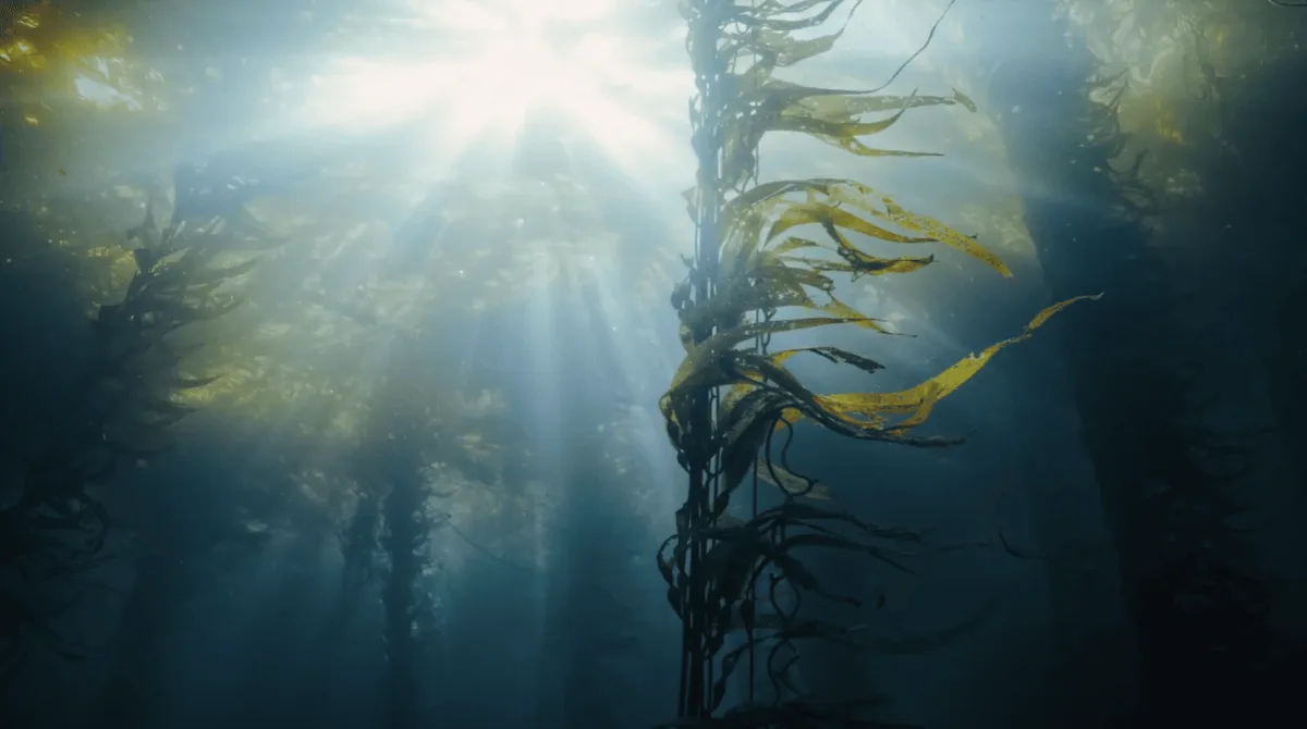 Bosques sin Nombre: Hyundai Motor Saca a la Luz los Bosques Marinos Ocultos del Mundo